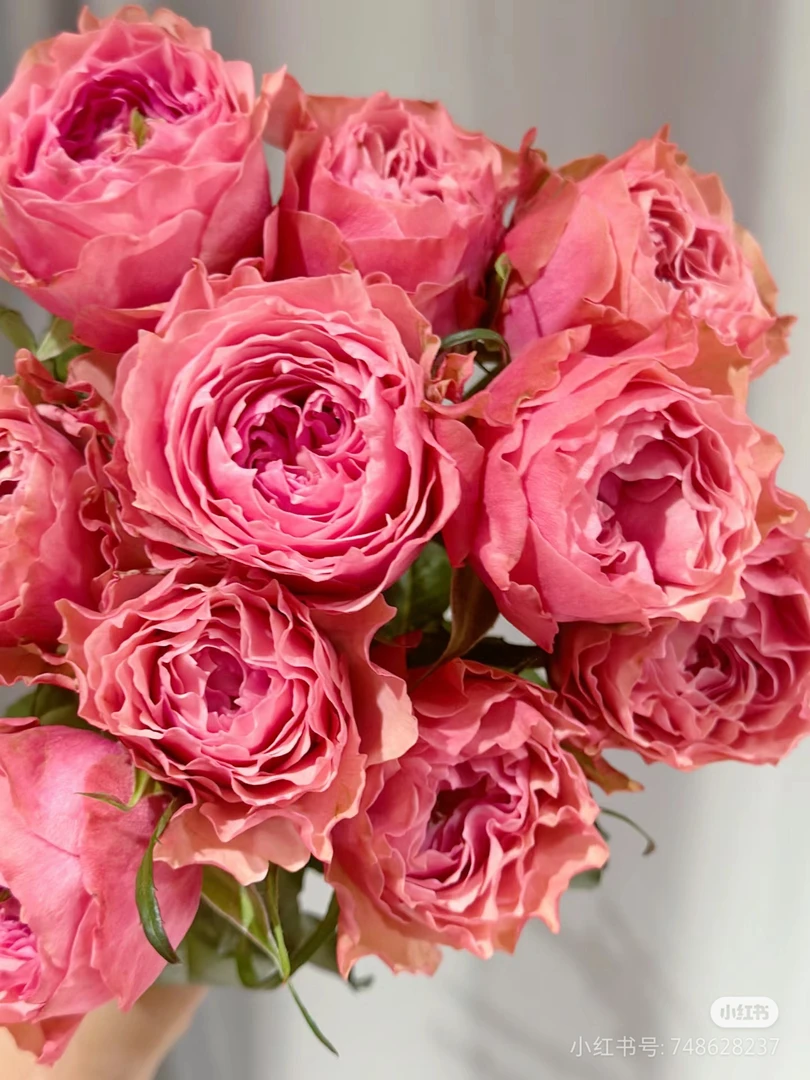 凯尔特月季  大花切花玫瑰盆栽  耐热抗病 灌木 露台庭院种植推荐