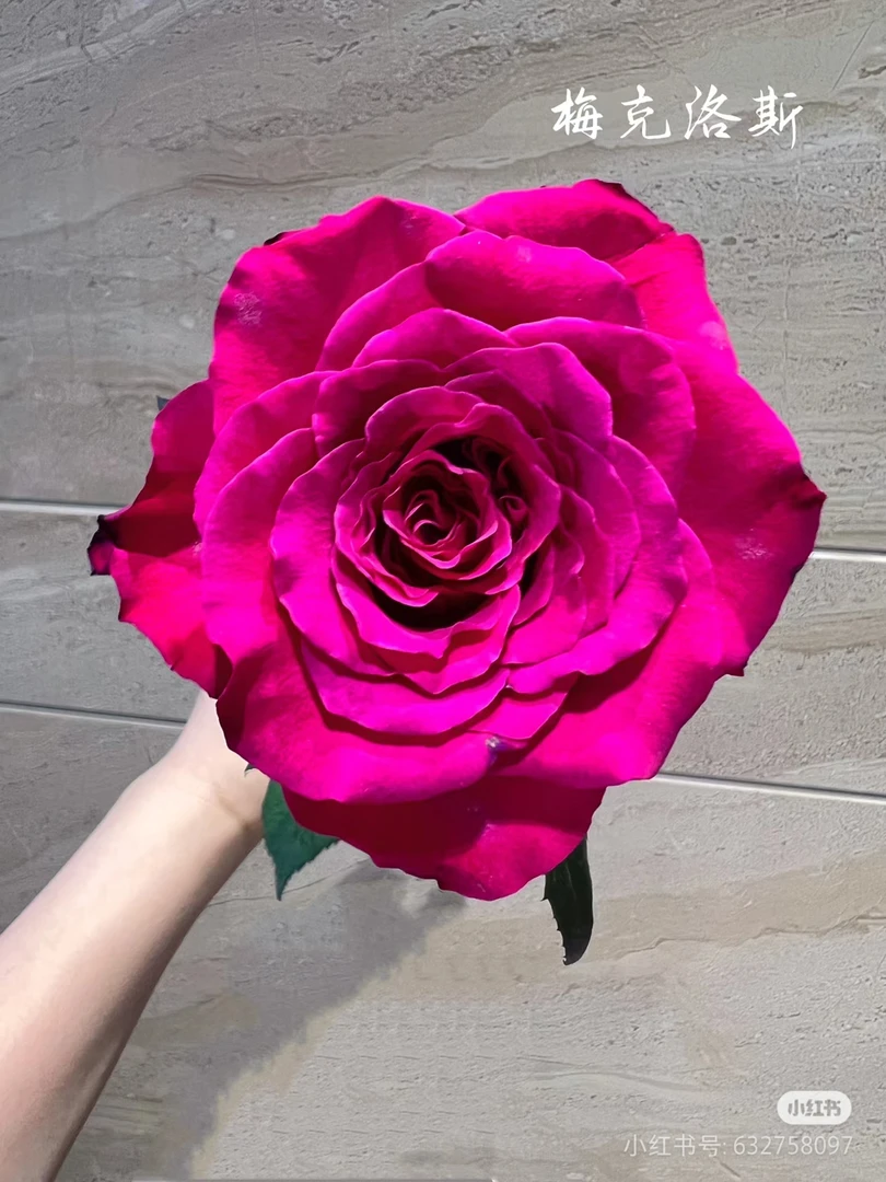 梅克洛斯月季  大花切花玫瑰盆栽  多季节开花灌木 露台庭院种植