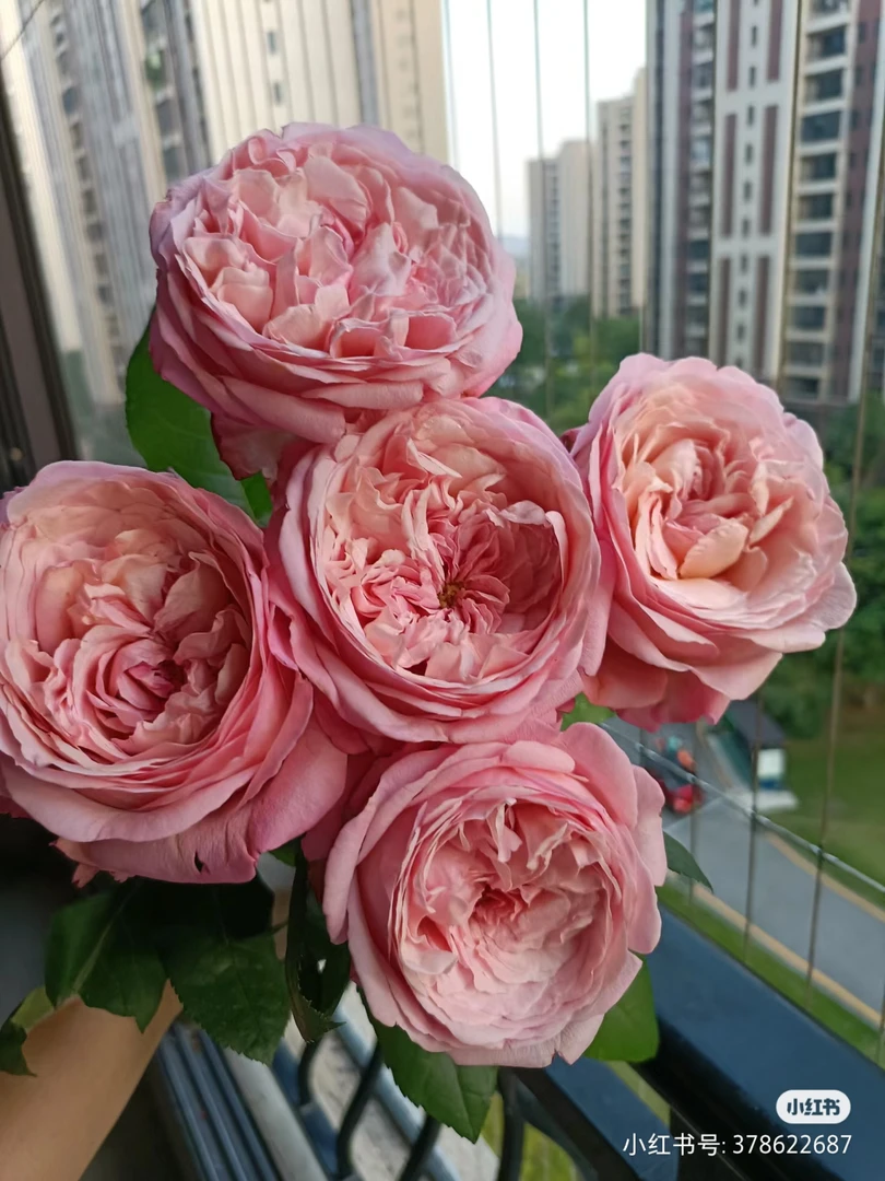 冰冠公主月季   大花切花玫瑰盆栽 多季节开花 露台庭院种植推荐