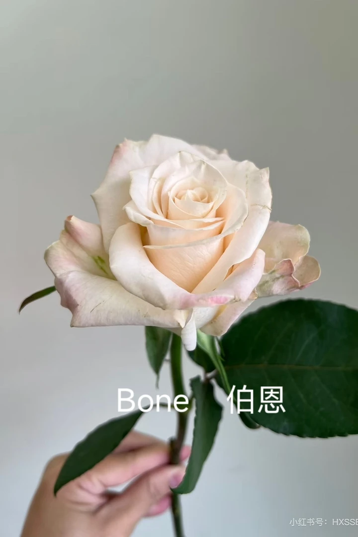 Bone/.伯恩月季  厄瓜多尔新品切花玫瑰盆栽