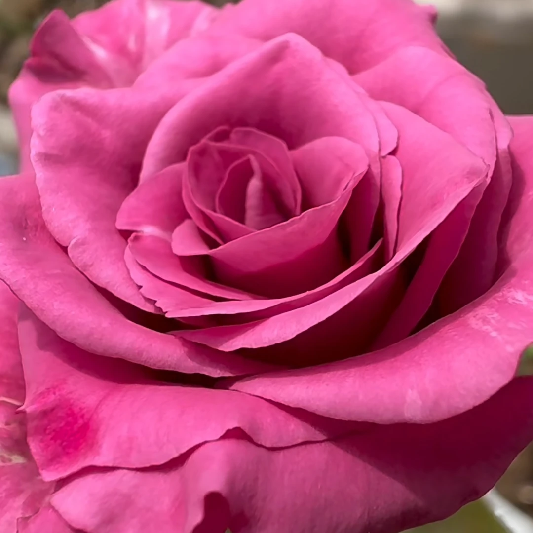 酷蓝/蓝紫月季   大花切花玫瑰盆栽 多季节开花 露台庭院盆栽地栽