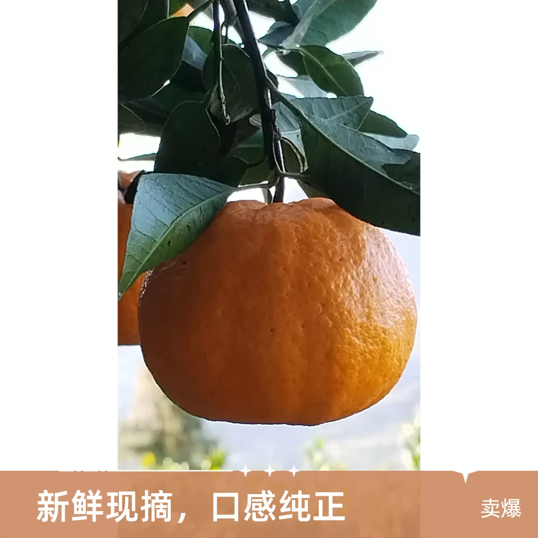湖南湘西果园直供高山（早密）细皮椪柑现摘新鲜桔子水果5斤包邮