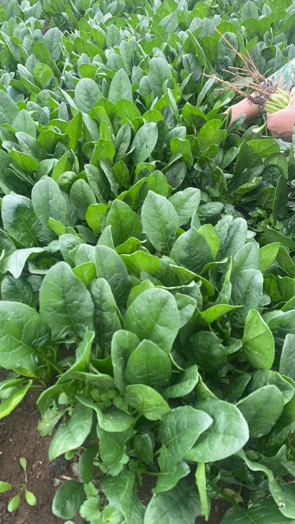 贵州本地老品种波菜