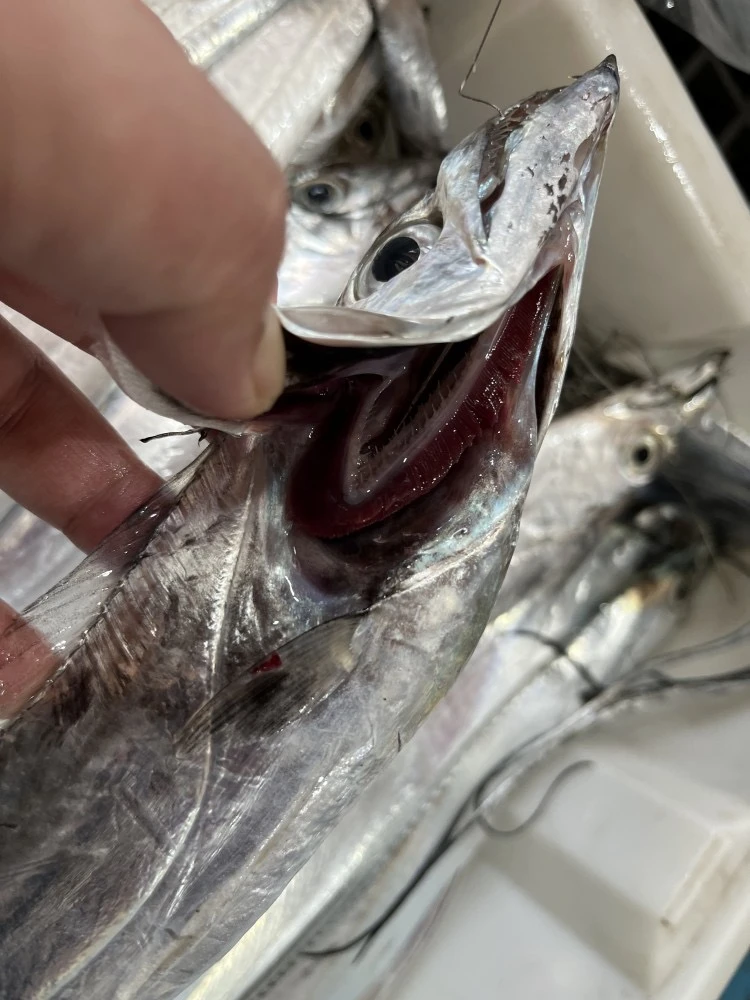 AA【8条】到手8条，钓带6送2到手8条 5两/条 合计4斤 顺丰发货