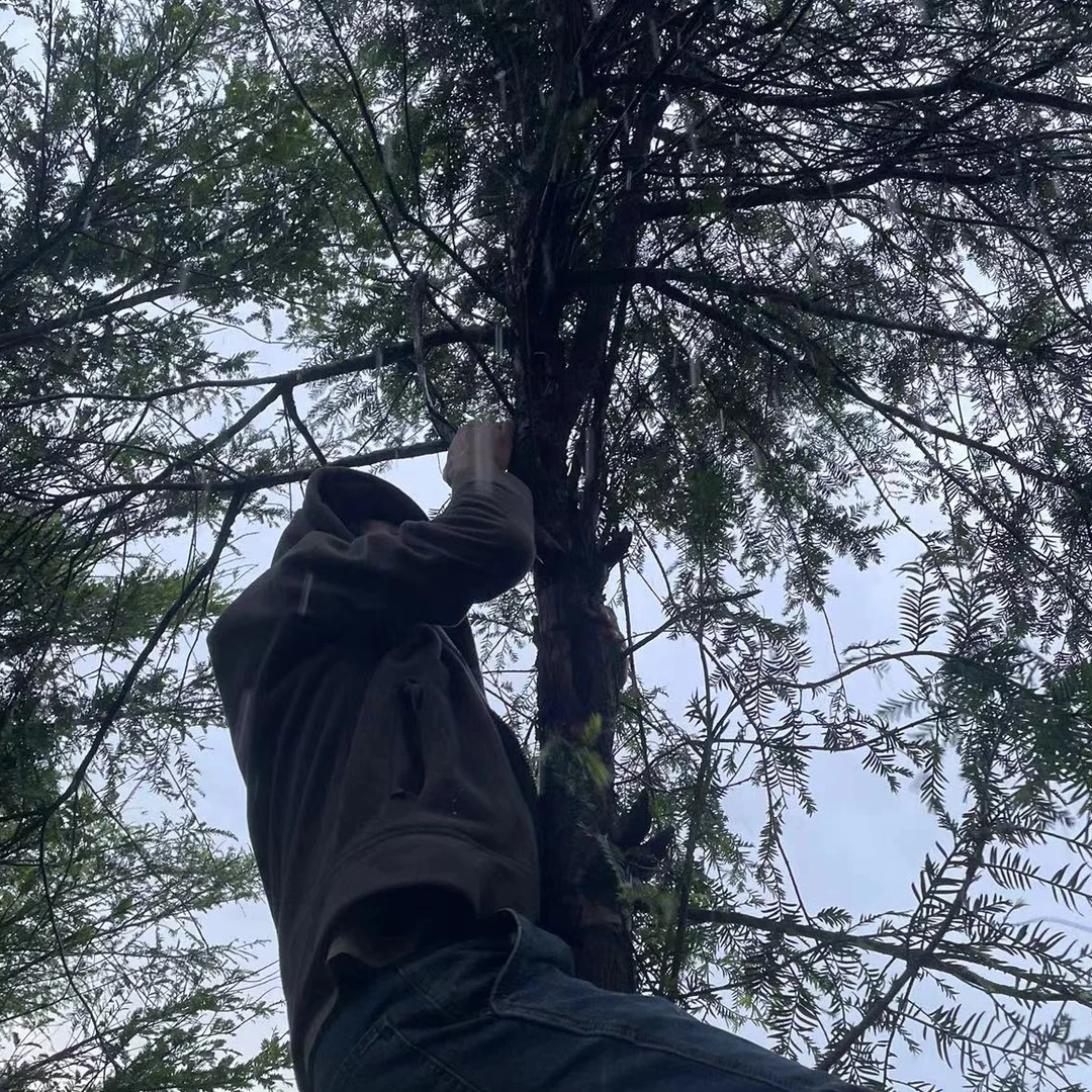 舍得深山好物【HDY  洪豆叶】菌菇