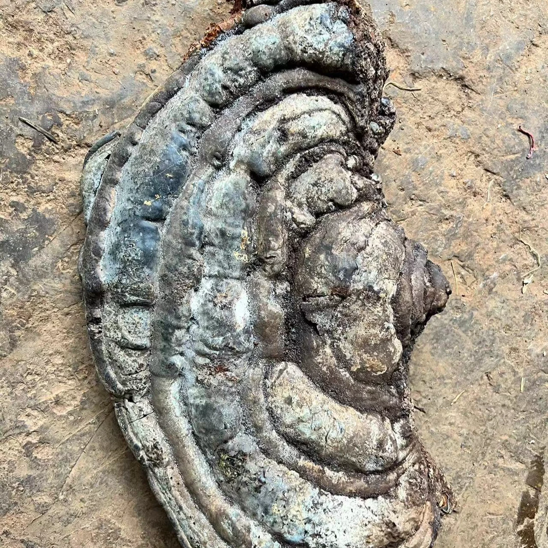 舍得深山好物【杉黄支】菌菇