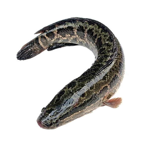 小黑鱼鱼同城送