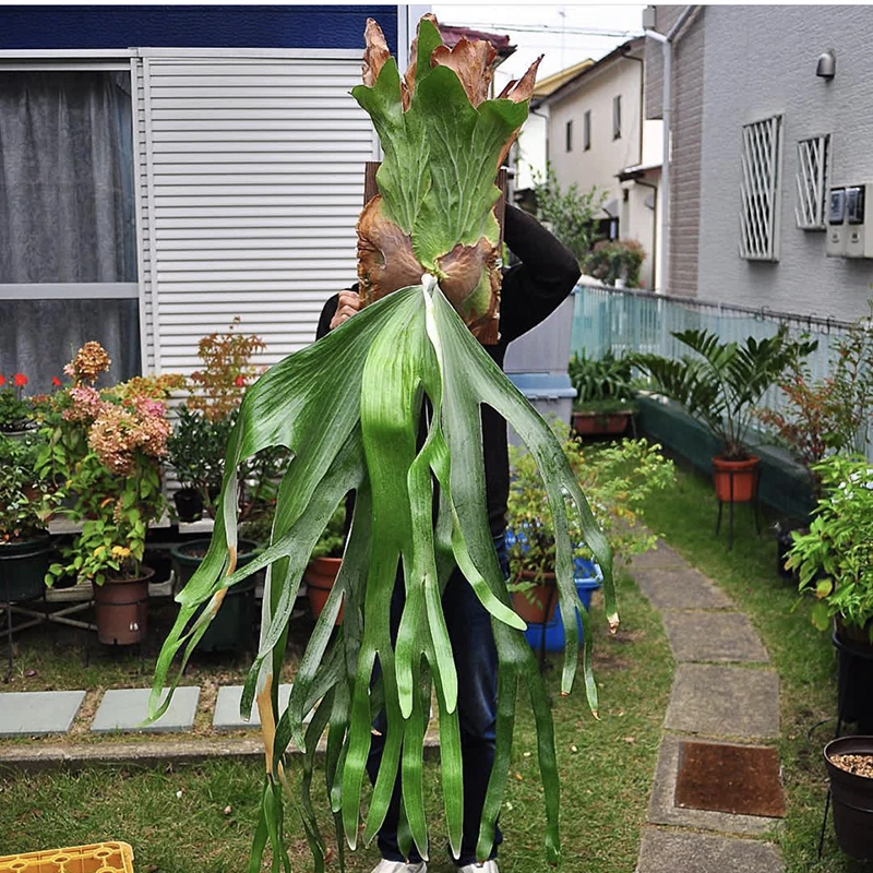 安第斯原生于美洲大陆秘鲁高级趣味阳台庭院垂挂附生植物