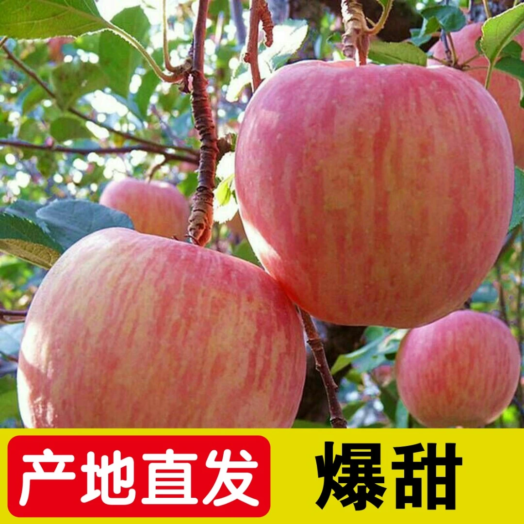 正宗辽西红富士高山种植脆甜多汁农场直发新鲜好吃4.6斤重量快递