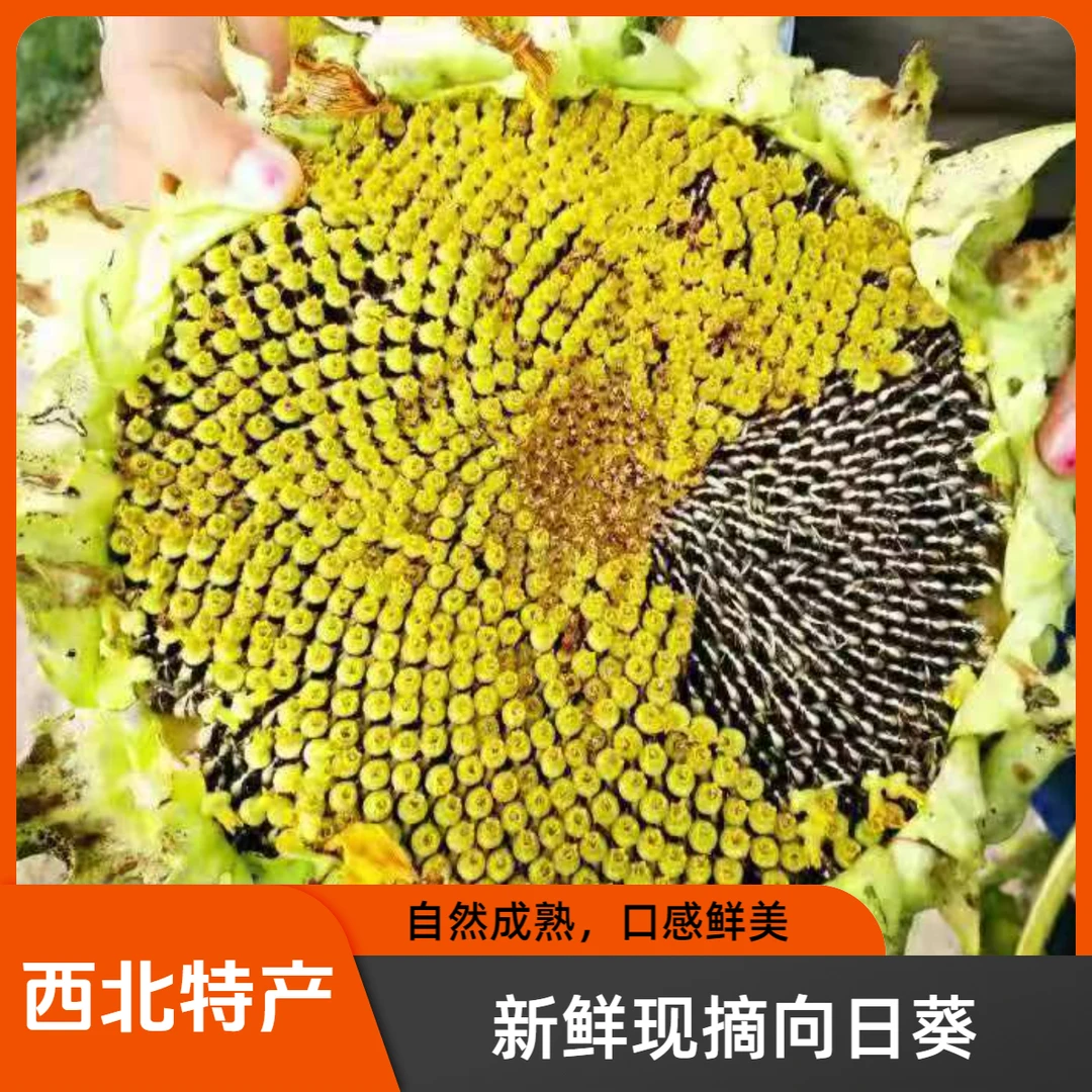 【顺丰】甘肃新鲜葵花盘带籽湿葵花籽西北特产向日葵葵花籽生瓜子
