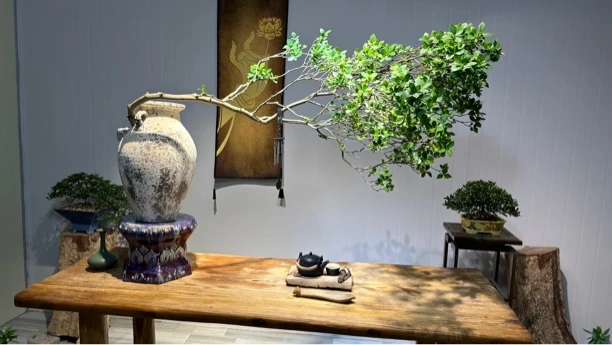 海岛栀子花盆景植物造型阳台书房客厅办公桌室内绿植盆景园庭院