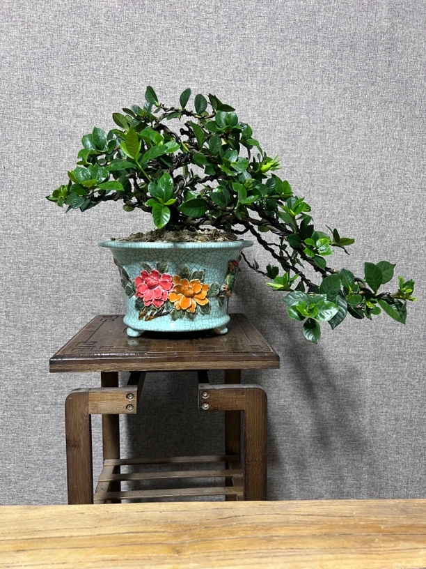 法莲栀子花盆景植物造型阳台书房客厅办公桌室内绿植盆景园庭院