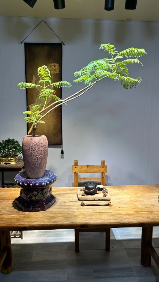 兰花楹 意境优美