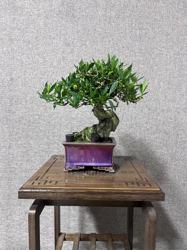 喜黛玉栀子花 老桩