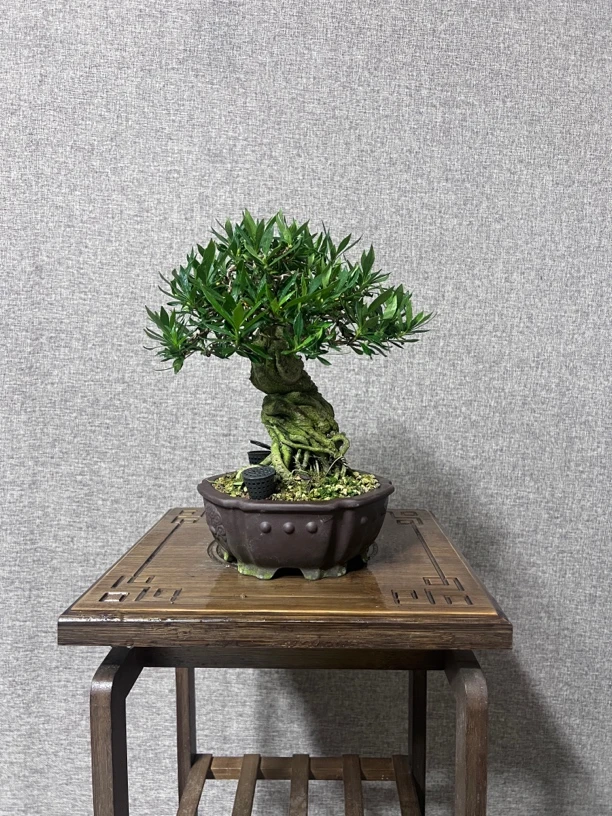 喜黛玉栀子花 老桩