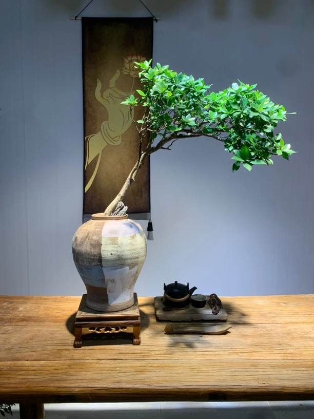 海岛栀子花盆景植物造型阳台书房客厅办公桌室内绿植盆景园庭院