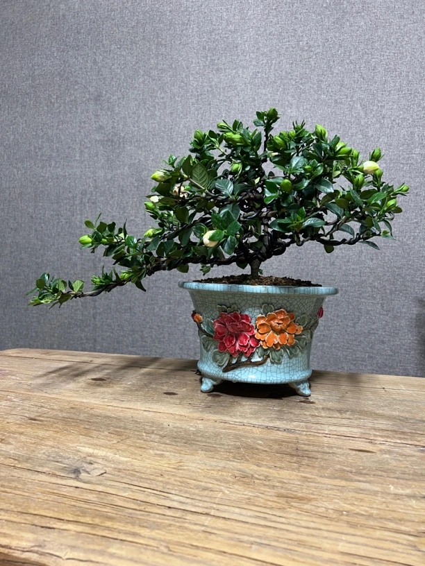 法莲栀子花盆景植物造型阳台书房客厅办公桌室内绿植盆景园庭院