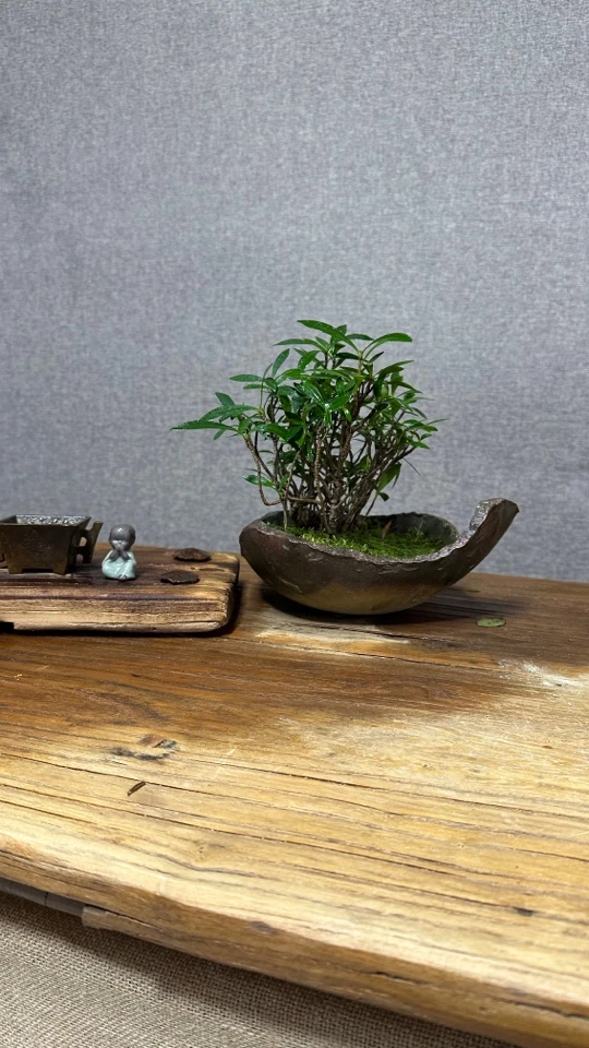海岛栀子花盆景植物造型阳台书房客厅办公桌室内绿植盆景园庭院