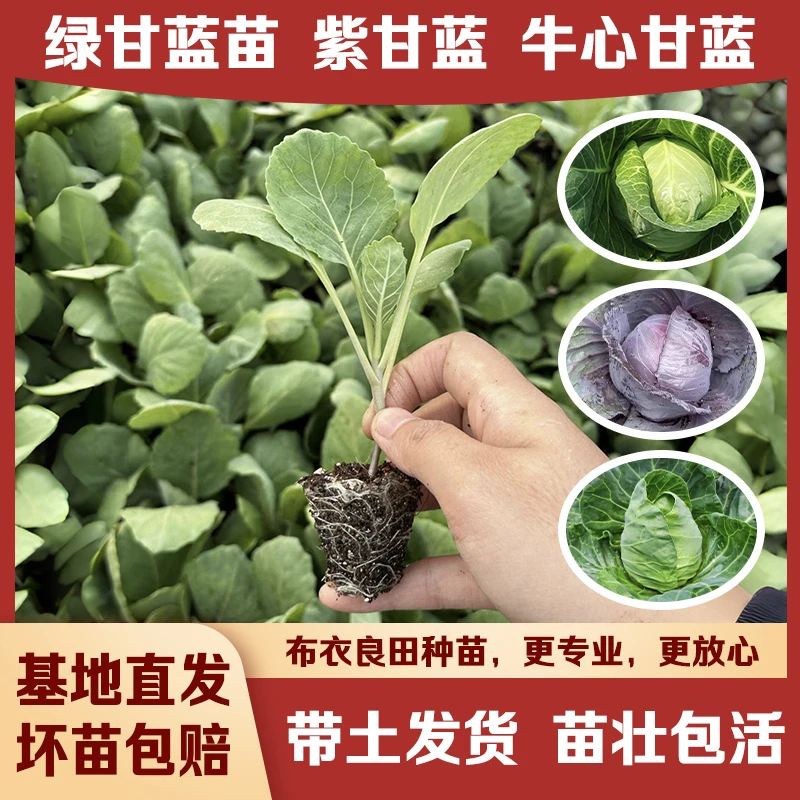 绿甘蓝菜苗牛心甘蓝菜苗紫甘蓝菜苗包菜苗当季有机蔬菜种苗秧苗