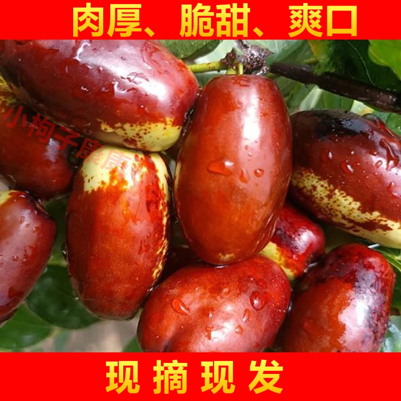 【EMS空运】宁夏正宗灵武长枣宁夏大枣2024年新鲜大枣脆甜现摘现发