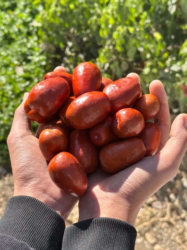 陕北农家酒枣好吃