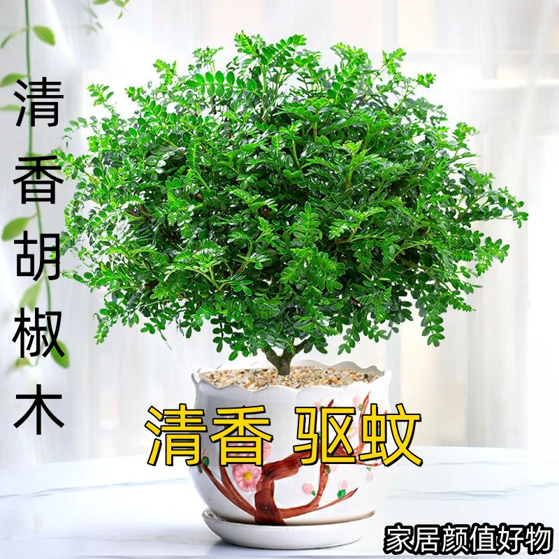 驱蚊草植物正宗清香胡椒木盆栽庭院花镜绿植室内客厅办公室好养活