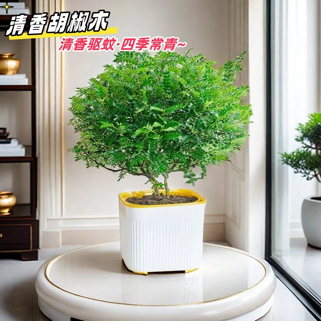 清香胡椒木可水培盆栽驱蚊植物室内绿植花卉办公室桌面四季好养活