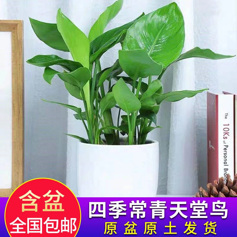 天堂鸟盆栽鹤望兰绿植大型绿植客厅室内金钻四季常青净化空气盆景