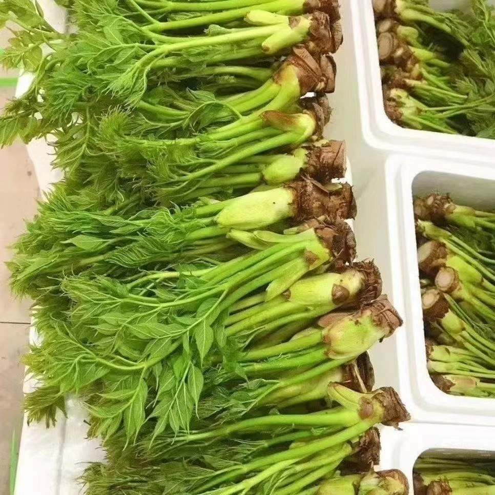 东北特产新鲜刺嫩芽大棚带根刺龙牙刺老牙山野菜刺老包顺丰