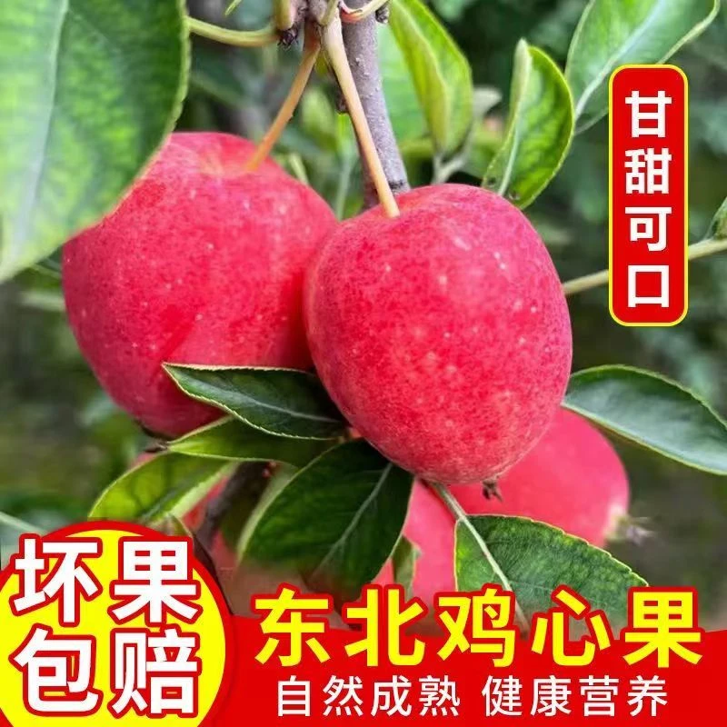 东北特产鸡心果现摘沙果海棠果酸甜脆口新鲜应季水果3斤/5斤
