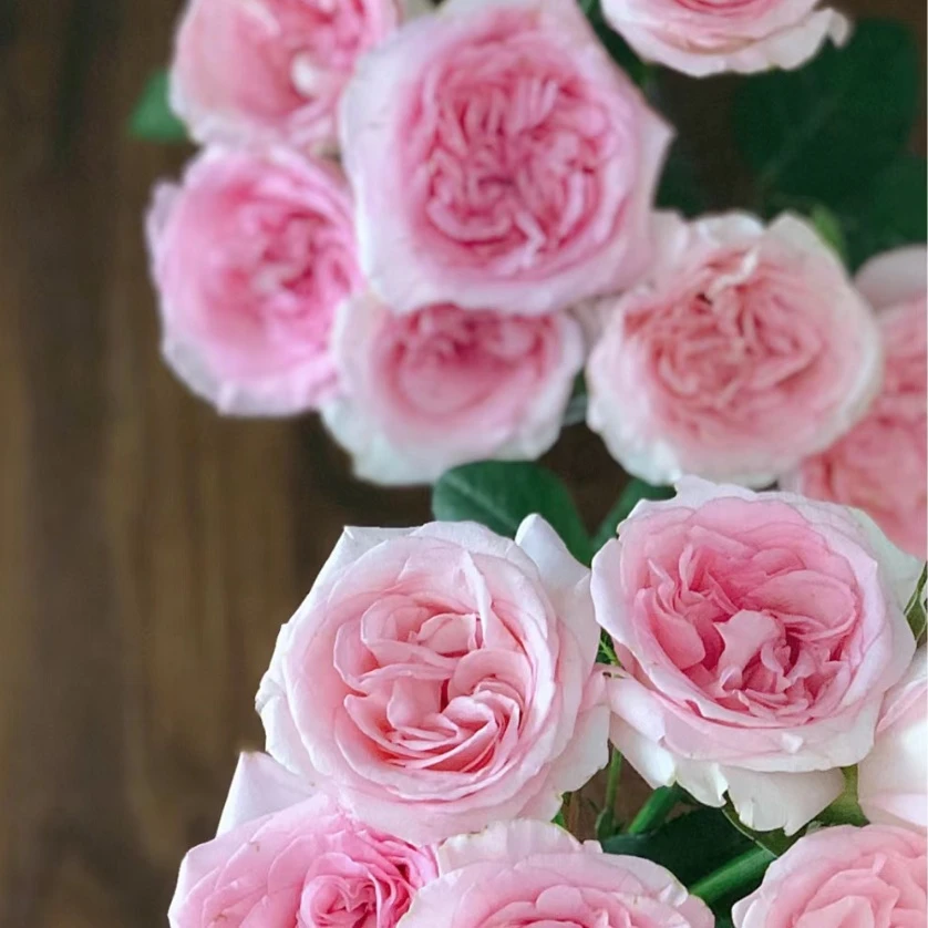 【云中花】20枝基地洛神玫瑰 花店家居鲜花 任意两单顺丰包邮