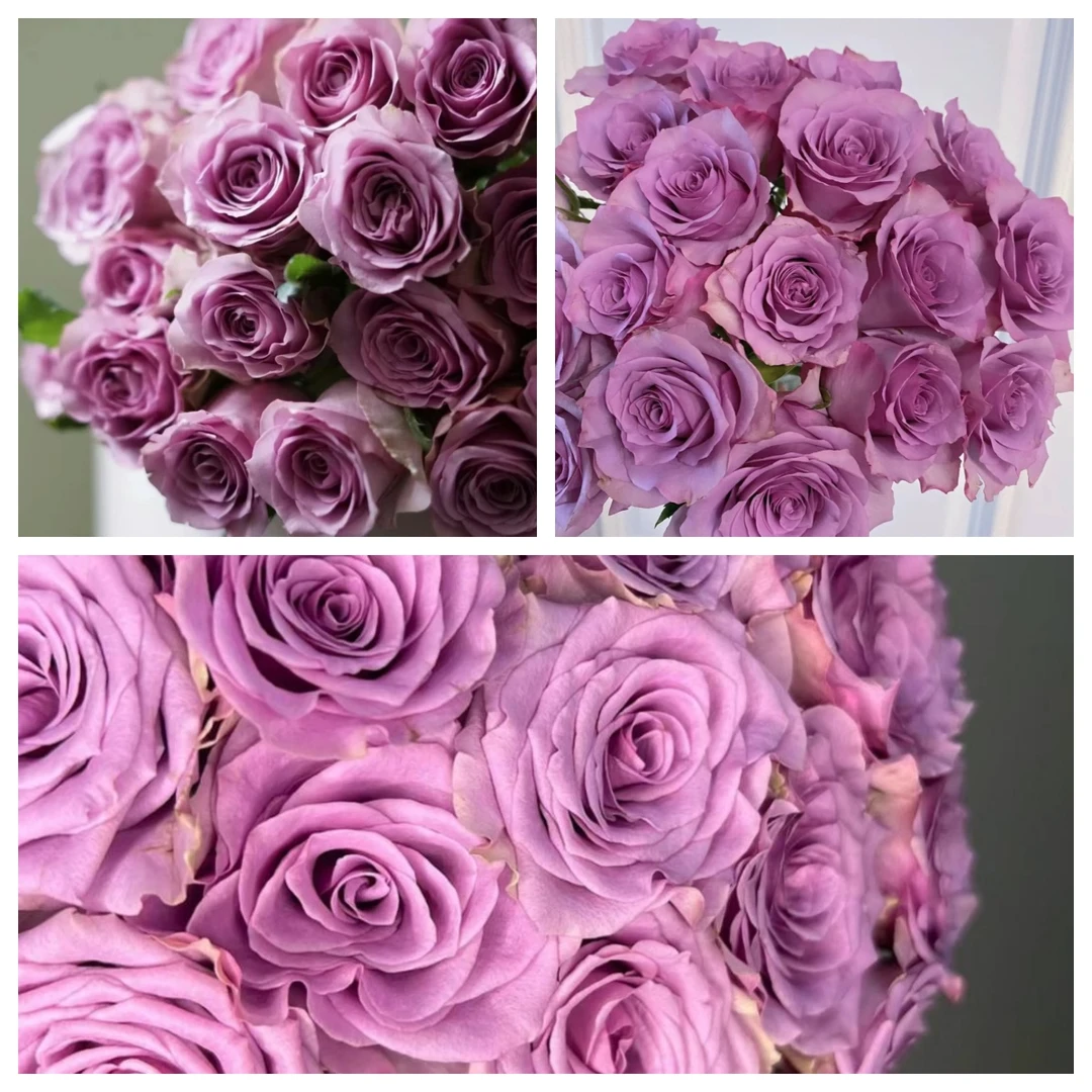 【云中花】20枝紫霞玫瑰花 鲜切花鲜花  任意二单包邮