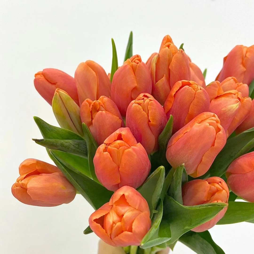 【强锅锅鲜花】橙色郁金香二扎 昆明直发