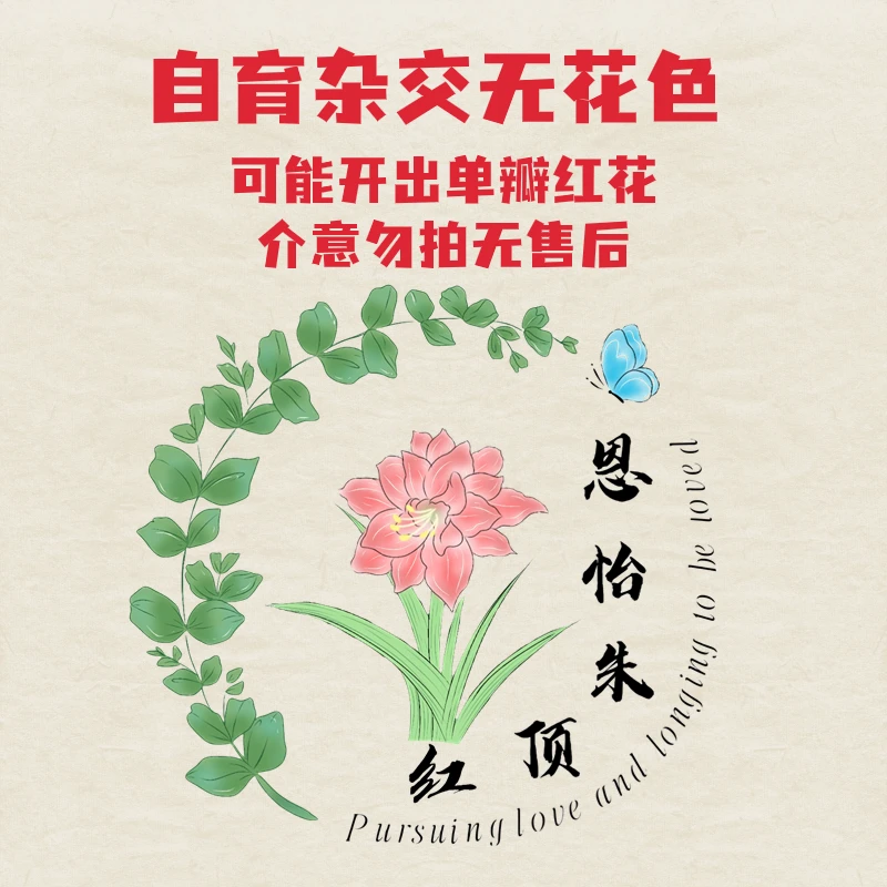 5颗装1-1.5厘米2024年杂交品种籽播苗混苗开花无售后