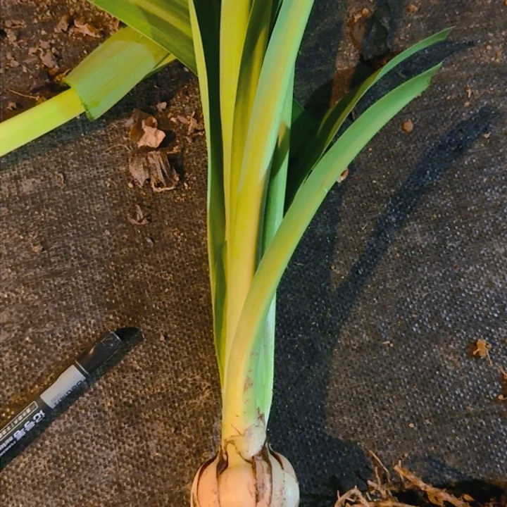 鬼魅6.5+带花苞 开花包对版