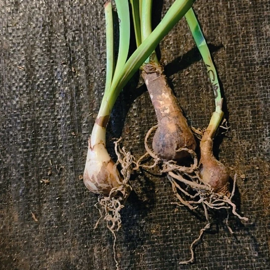 樱桃妮芙+粉色惊奇+雷诺娜侧芽