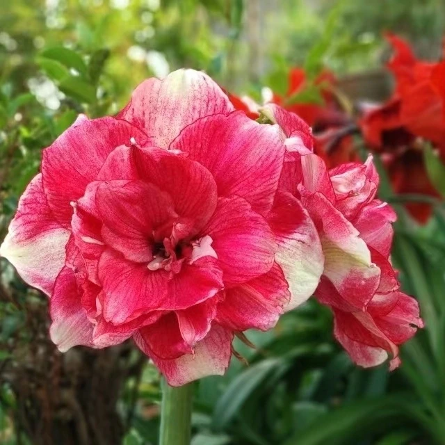 「汤姆」现货现挖大花重瓣恩怡朱顶红对版阳台花园鲜花绿植花草