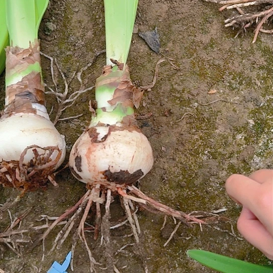 米娜娃7.5+ 老球 开花包对版（根盘建议回去修一下）