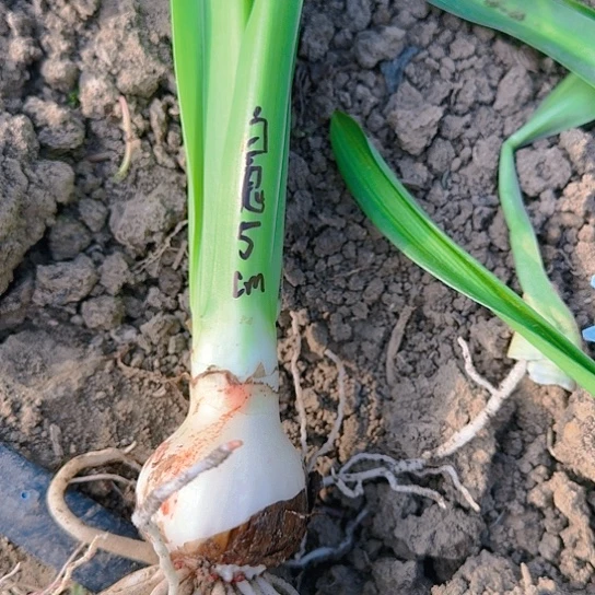 晨*白肋鬼魅5cm 开花包对版 国庆福利