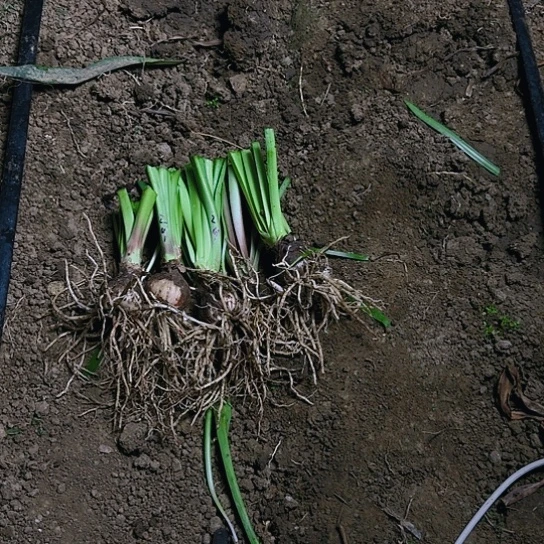 杂交盲盒29号5颗装