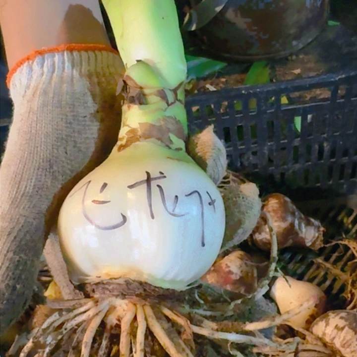 飞龙/蜻蜓 7+开花包对版