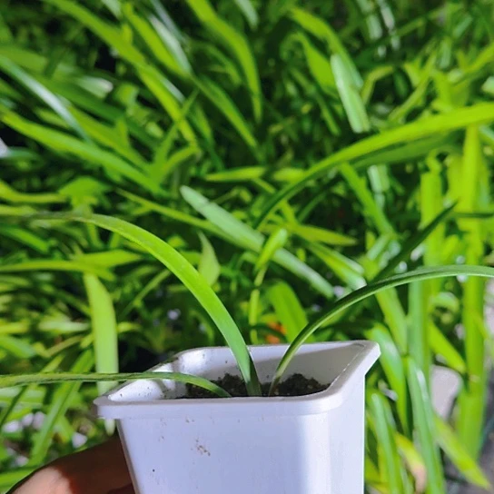 梦幻精灵小盆苗原盆原土1.5+