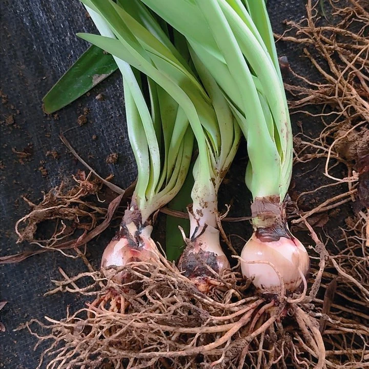 3颗蜻蜓 开花包对版3～4