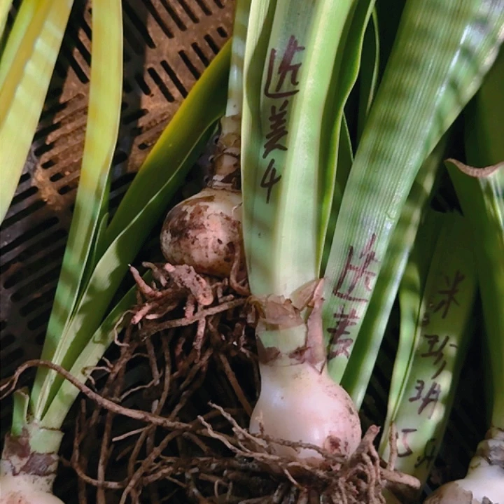 选美皇后4cm 福利价格