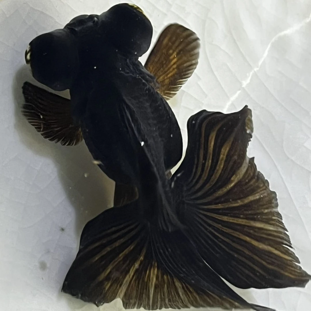 金鱼观赏鱼随机一个10-15厘米不包邮