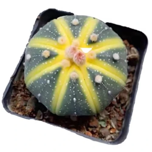星兜锦6厘米盆【全店满15发货】