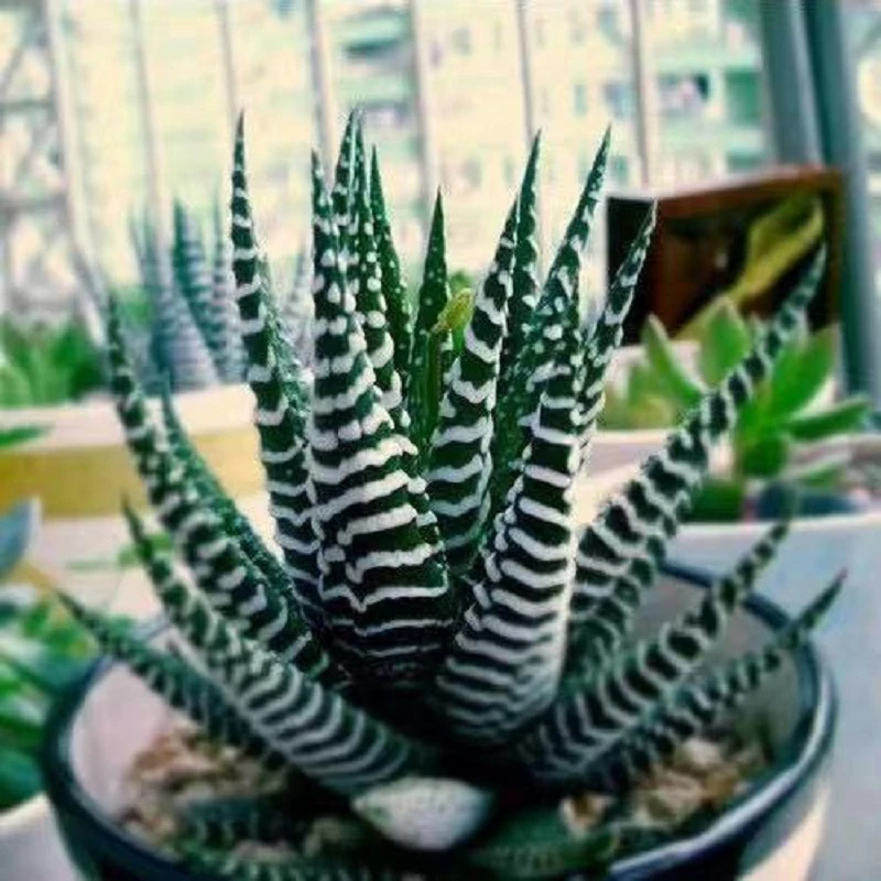 多肉植物《条纹十二卷》十二卷科室内美观超漂亮绿植盆栽
