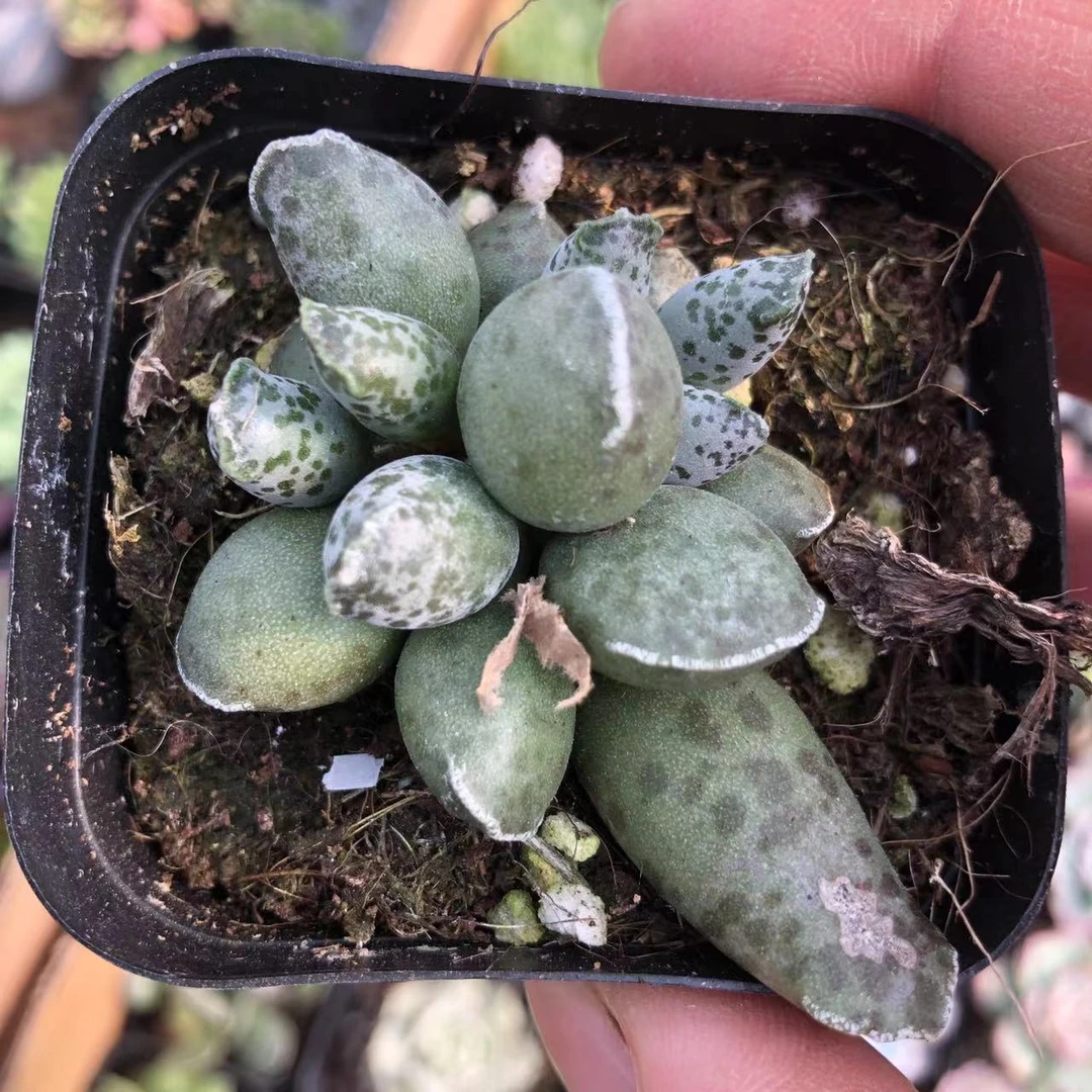 海豹6厘米盆【全店满15发货】