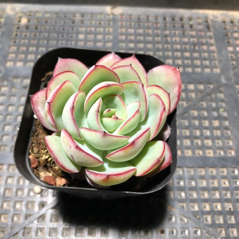 帕拉梅拉6厘米盆【满15发货】