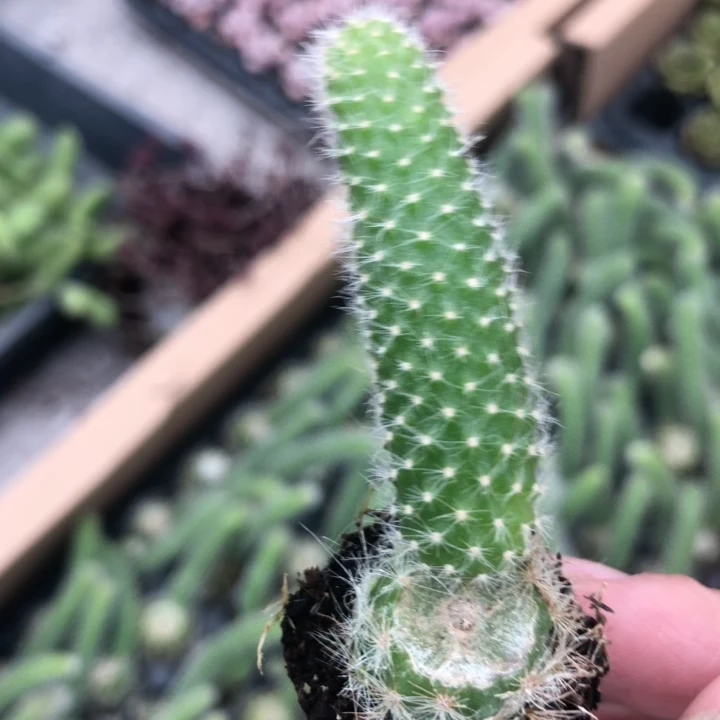 5颗双头颗九尾狐小苗 开红色花【一单包邮】
